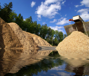 Wood chips for processing